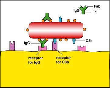 Lipopoliszacharid (LPS; bakteriális endotoxin) receptora a CD14(+TLR4) 2. Komplement rendszer receptorai 3.