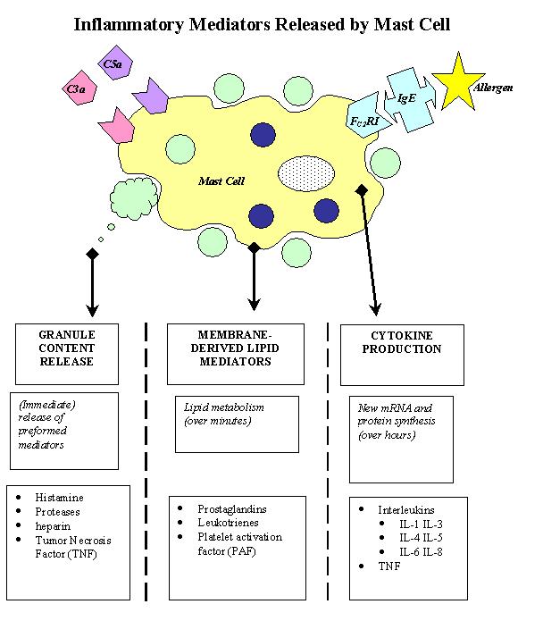 Hízósejt aktiváció 1. degranuláció 2. lipid mediátorok 3.