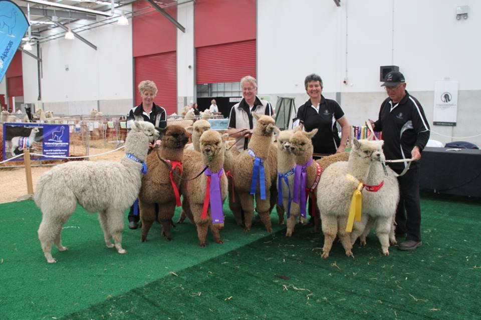 Futura Humdinger utódai 2014-esGilt új edge zélandi nemzeti z alábbi farm
