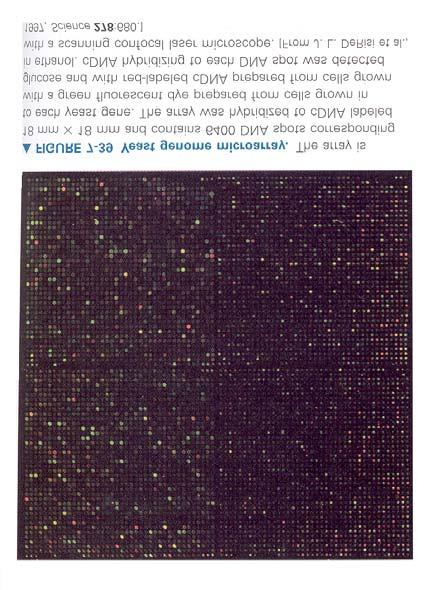 Érzékelés biológiai makromolekulák segítségével Ha már vannak mesterségesen előállított receptoraink, nézzük meg hogyan tudunk érzékelni velük. DNA chip Felhasználható minták elemzésére.