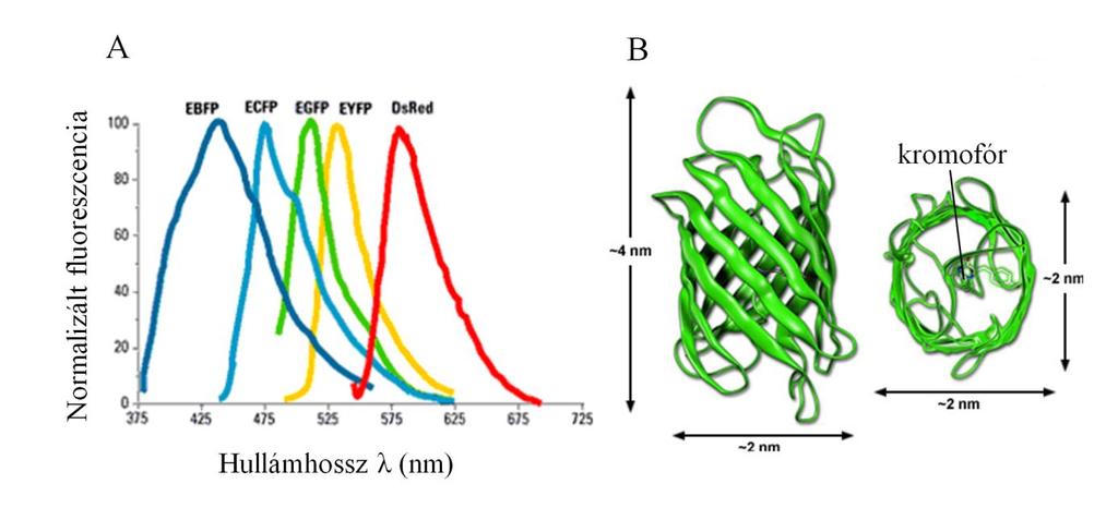 1. táblázat: Fluoreszcens fehérjék néhány spektroszkópiai tulajdonsága A leggyakoribb fluoreszcens fehérjék gerjesztési és emissziós maximuma és EGFP-hez viszonyított relatív fényessége [61-63].
