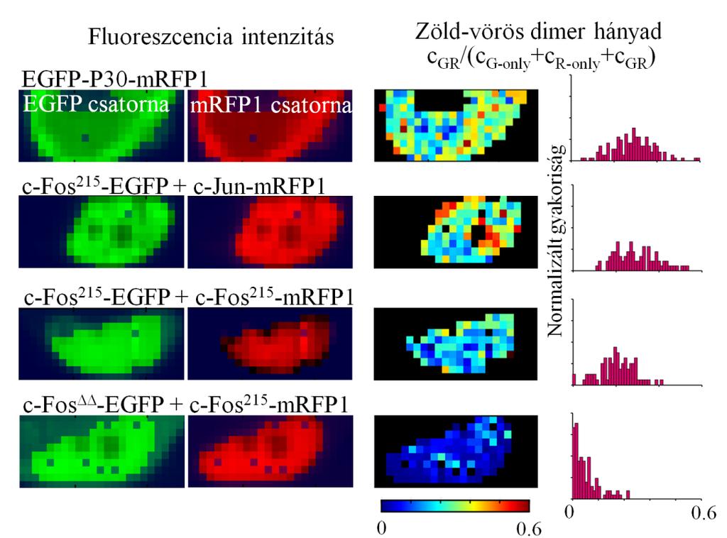 29. ábra: Fluoreszcencia intenzitás térképek és relatív dimer koncentrációk A két első oszlop egy kiválasztott sejt EGFP illetve mrfp1 fluoreszcencia intenzitás térképét mutatja.