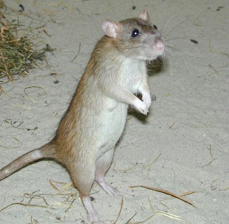 állás
