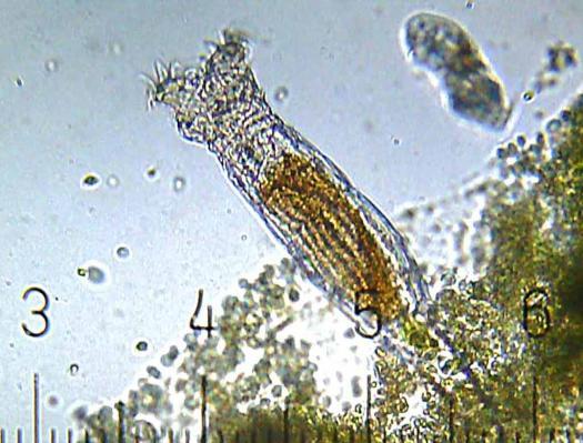 com rotifer.acnatsci.org www.