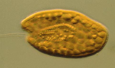 Fitoplankton Mintavétel minden helyen 2010 tavaszán és nyarán, ill.
