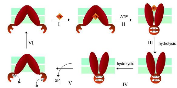 hidrolízis hidrolízis 5. ábra. A Pgp transzport ciklusának ATP-kapcsoló modellje (Higgins és Linton, 2004).