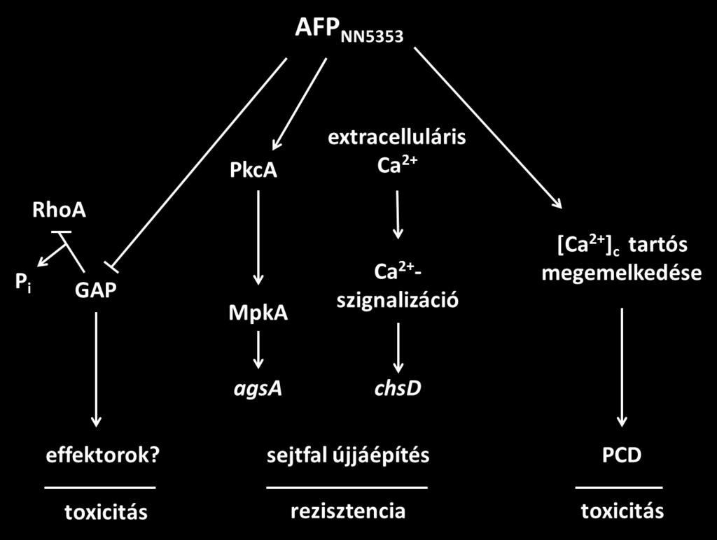keresztül a sejtfal bioszintézisét indukálja a ChsD kitin-szintáz expressziójának indukciójával (Binder és mtsai., 2011). Az AFP NN5353 hatásmechanizmusát A. nidulans-ban a 3.