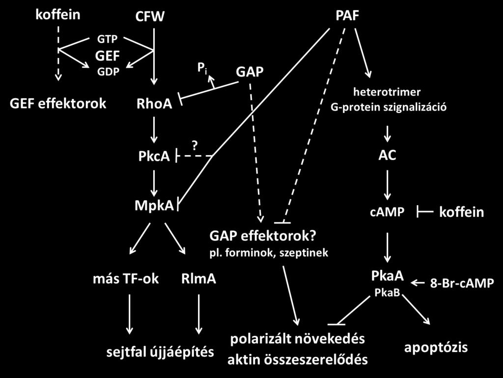 hatásmechanizmusa eltér egymástól. A PAF hatásmechanizmusát A. nidulans-ban a 4. Ábra foglalja össze. 4. Ábra A PAF hatásmechanizmusának feltételezett modellje Aspergillus nidulans-ban (Binder és mtsai.