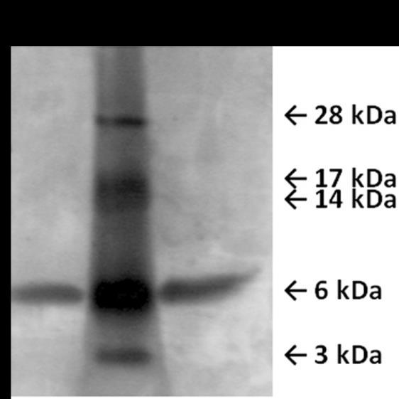 8. Ábra A hnfap tisztítása Duoflow FPLC készülék (Duoflow Fast Protein Liquid Chromatography (FPLC) System, Bio-Rad) segítségével. Kék vonal: UV 280 abszorpció. Piros vonal: konduktivitás (ms/cm).