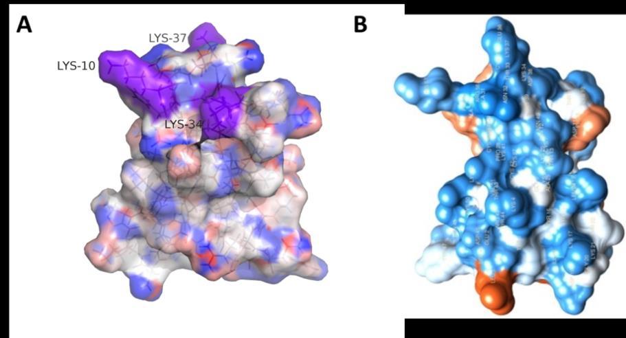 15. Ábra Az NFAP aminosav-szekvenciája, másodlagos szerkezeti elemei és töltéseloszlása. A diszulfidhidakat alkotó ciszteinpárokat sárga vonallal kötöttük össze.