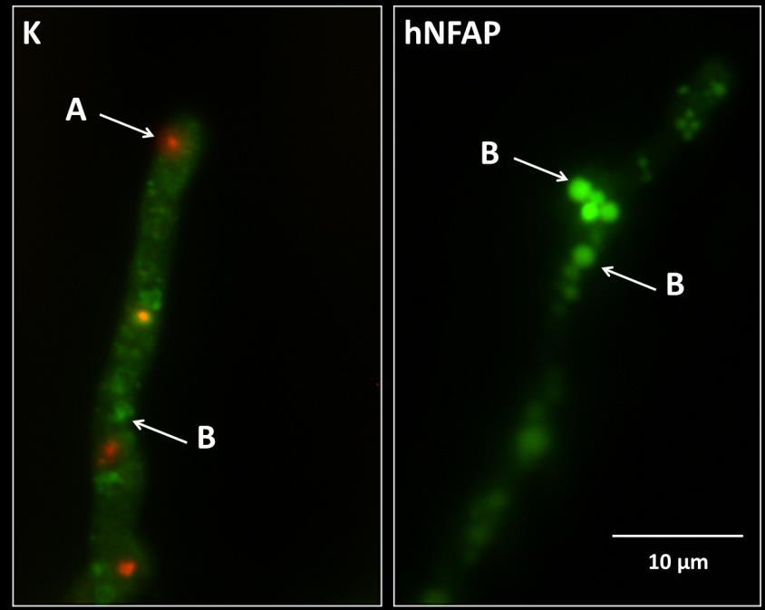 6.4 A hnfap hatására rövid és hosszú időn belül bekövetkező fenotipikus változások A natív NFAP korábbi tesztek alapján hatékonyan gátolta az A.