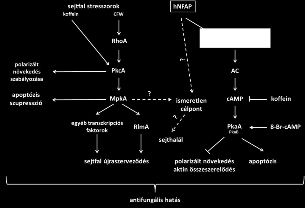 27. Ábra A hnfap antifungális hatásmechanizmusának feltételezett modellje A. nidulans-ban a PAF és az AFP NN5353 hatásmodellje alapján (Binder és mtsai., 2010b; 2011).