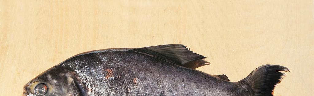 A P. mesopotamicus fajra vonatkozóan meglehetősen kevés adatot találtunk az általunk elérhető szakirodalomban. Ez magyarázza, hogy csupán az oldalvonalon lévő pikkelyek számában találtunk egyezést.