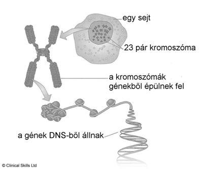 Gének, kromoszómák és a DNS 23 pár kromoszóma méretük alapján sorba