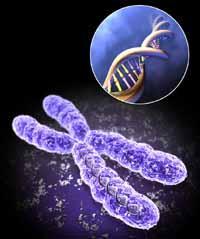 A kromoszómák 1-22-ig számozva ugyanúgy néznek ki férfiakban és nőkben egyaránt. Ezek az autoszómák. A 23. pár tagjai azonban különbözőek férfiakban és nőkben, ezeket nemi kromoszómáknak nevezzük.