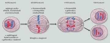 A sejtosztódás Sejtosztódás: Az élőlények szaporodását, növekedését, szöveteik, szerveik regenerálódását biztosítja.