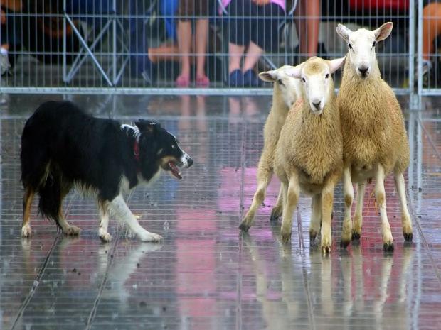 melléklet szerinti tananyagot oktató akkreditált tanfolyam (lásd később), vagy iskolarendszerű képzés sikeres elvégzése szükséges.