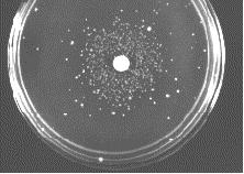 Helyettesítésre példa: Ames Test Bruce Ames és mtsai1970-es évek The qualitative version of the Ames test (tests the mutagenicity of different chemicals by bacteria that are very sensitive to many