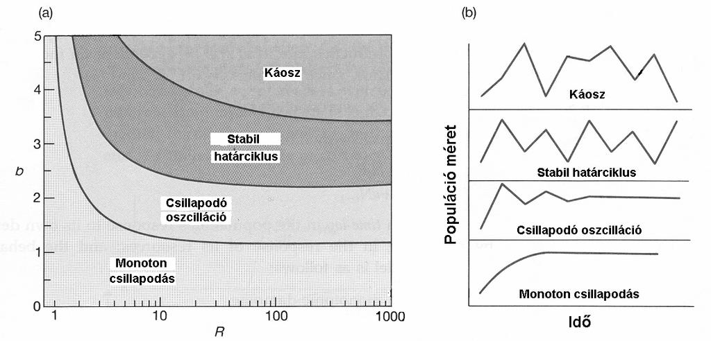 R és b összefüggése a populációméreek időbeli válozásának leírásá adja: Modell, amely a populáció méreének válozásá muaja r függvényében.