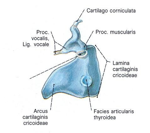 thyroidea)