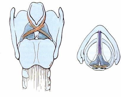 A gégebemenet (aditus laryngis)