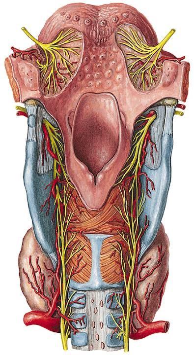 Érellátás, beidegzés a. laryngea superior. (a. thyroidea sup. ága) n. laryngeus superior (X.) - m.
