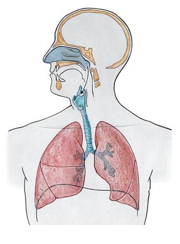 Légutak: -felső: orrüreg (cavum nasi) orrmelléküregek (sinus paranasales) garat (naso-, oro-, laryngopharynx) -alsó: gége (larynx) légcső