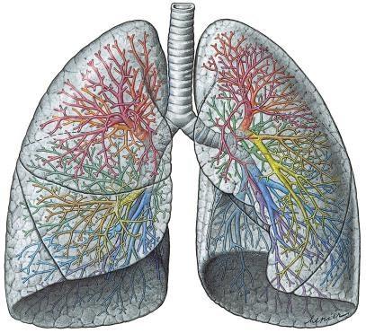 Bronchusfa A légcső bevezetve a mellkasba, ott két fő ágra (főhörgők bronchus principalis) oszlik a tüdők számára.