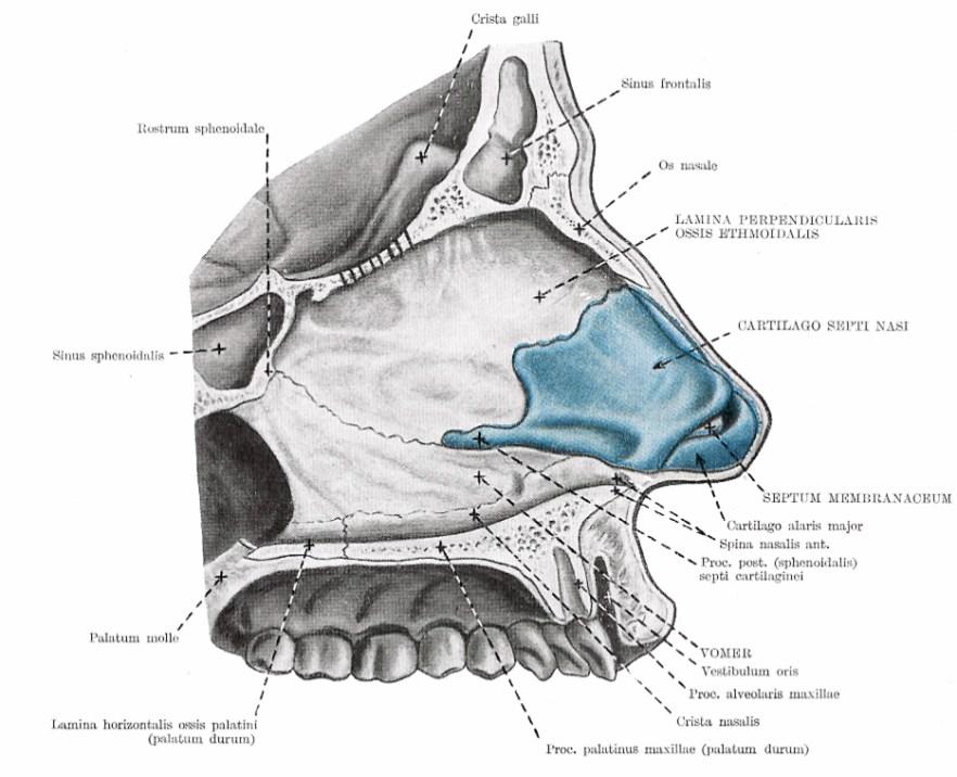 Külső orr (nasus externus) Porc, csont (os