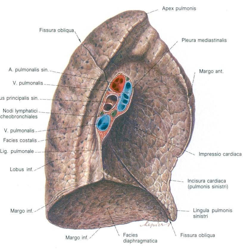 pulmonalis aa., vv.