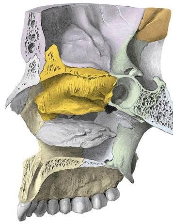 Orrüreg (cavum nasi) Feladata a beszívott levegő