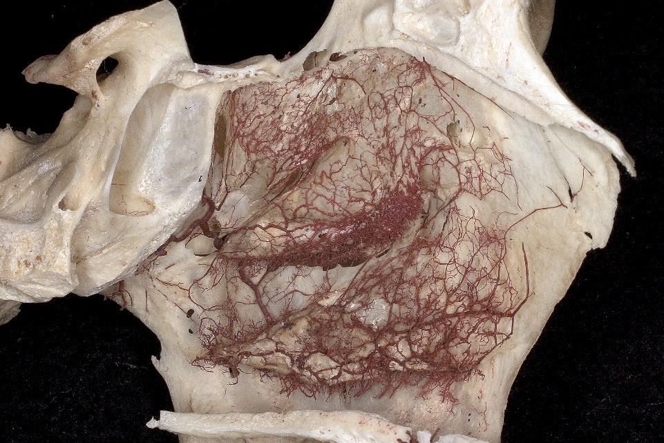 carotis externa ágai a vénás plexusok az arc mélyebb vénái felé