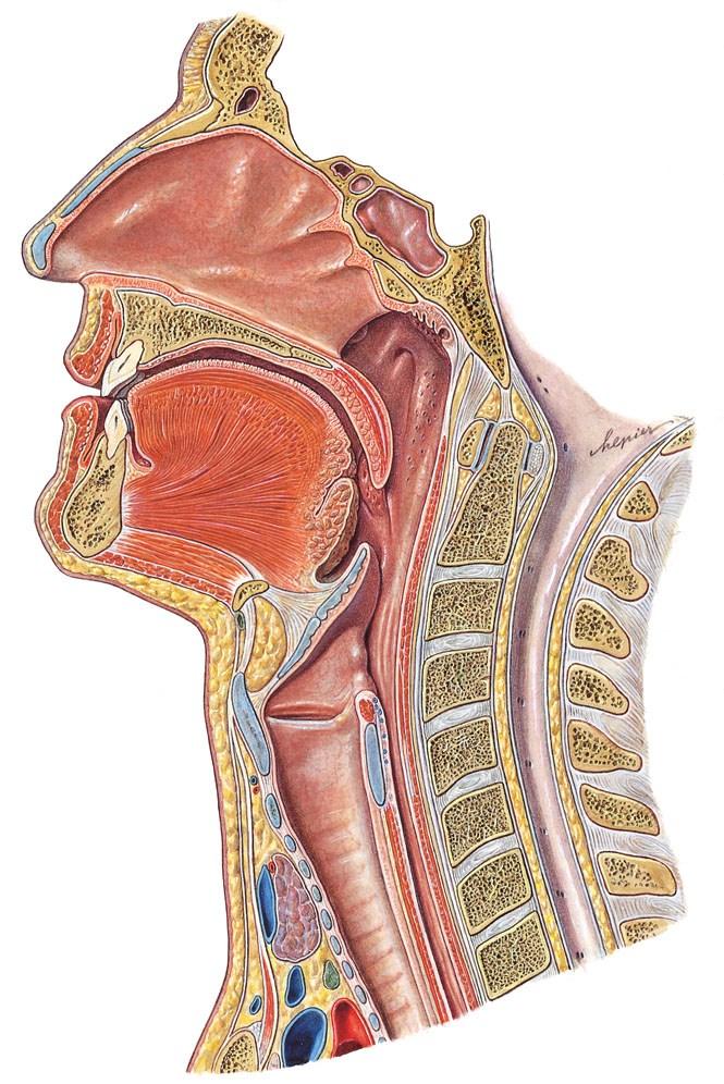 Garat (pharynx) Orrüregi garat (pars nasalis pharyngis) Szájüregi