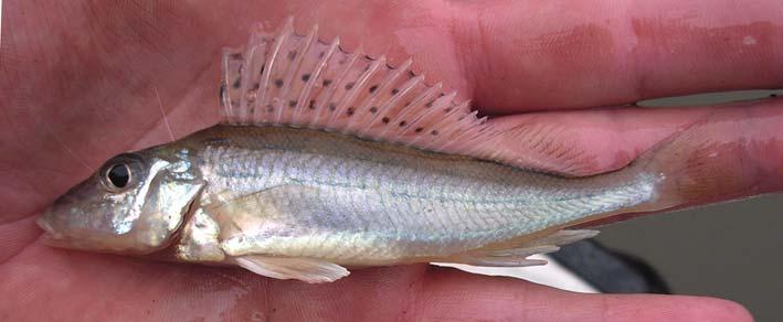 SELYMES DURBINCS (GYMNOCEPHALUS SCHRAETSER) ÉS AMURGÉB (PERCCOTTUS GLENII) A HORTOBÁGY-BERETTYÓBÓL A Körös-Maros Nemzeti Park Igazgatóság megbízásából 2008.