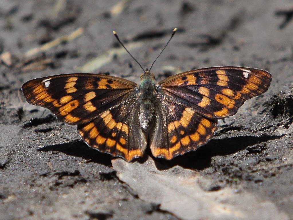 100 Máté: Az Apatura metis a Duna Tisza közén 2. ábra Figure 2. A magyar színjátszó lepke tipikus élőhelye az Örjegben The Freyer's purple emperors typical habitat with some Salix alba in Örjeg 3.