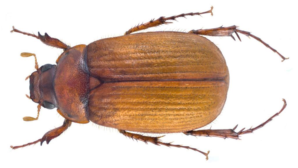 eacta Naturalia Pannonica 16 2018 123 Relative catch 1,40 1,30 1,20 1,10 1,00 0,90 0,80 0,70 y = 0,0057x 3-0,0565x 2 + 0,2218x + 0,6376 R² = 0,926 0,60 0,00 1,00 2,00 3,00 4,00 5,00 6,00 7,00