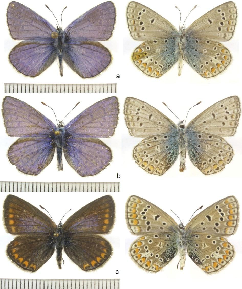 osiris), c= u. a., nőstény; megfigyelhető az Ozírisz-boglárka példányok szokatlanul nagy mérete, illetve a nőstény szárnyainak felszínén az enyhe kék tőtéri behintés. 4 (Képek: Katona Gergely) 5.