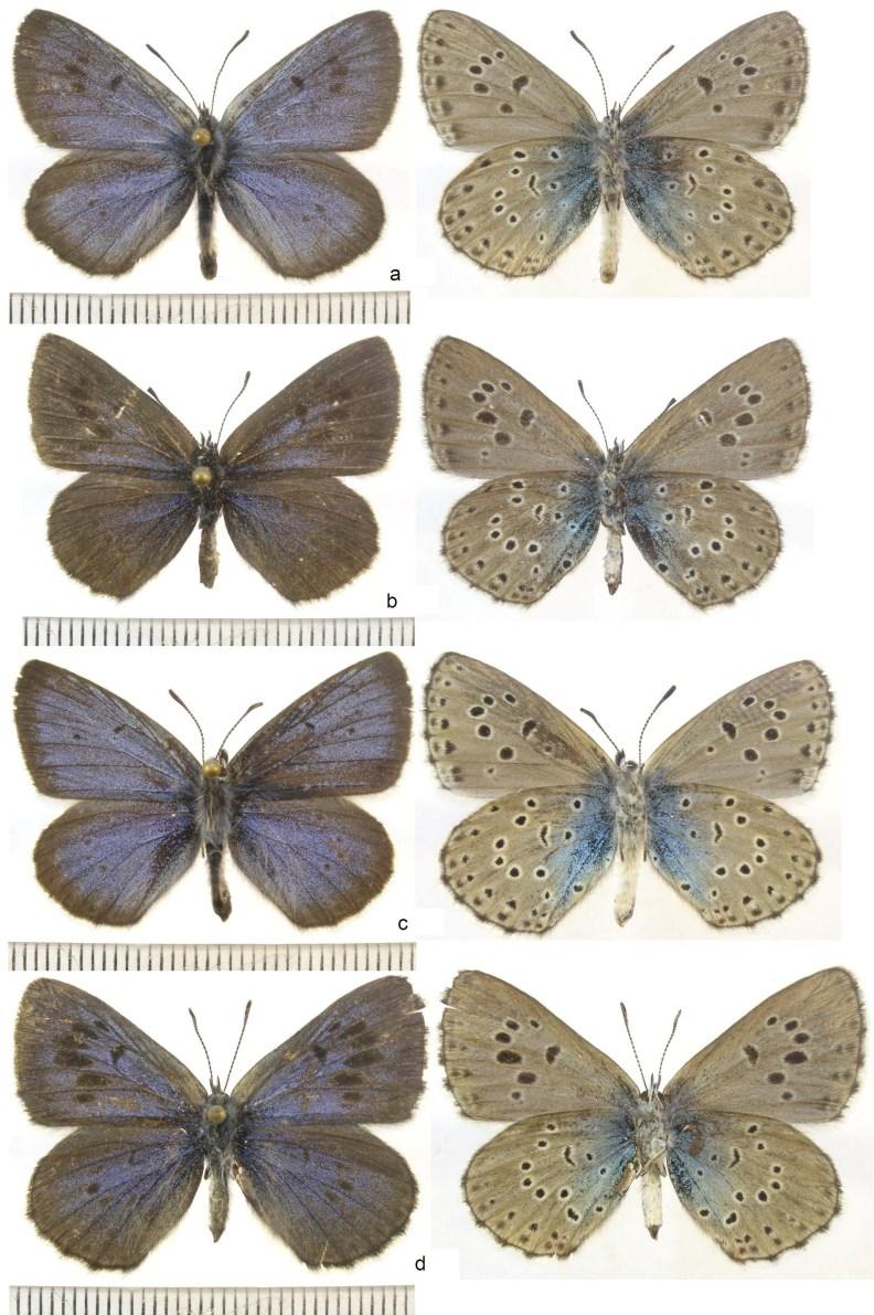eacta Naturalia Pannonica 16 2018 17 6. ábra.