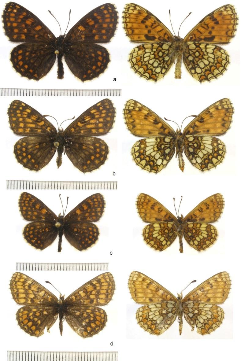 a= átlagosan rajzolt hím példány; b= átlagosan rajzolatú nőstény példány, c= kevésbé rajzolt hím példány, d= világosabb rajzolatú nőstény példány; a lepkék megjelenésében felfedezhető sokféleség okát