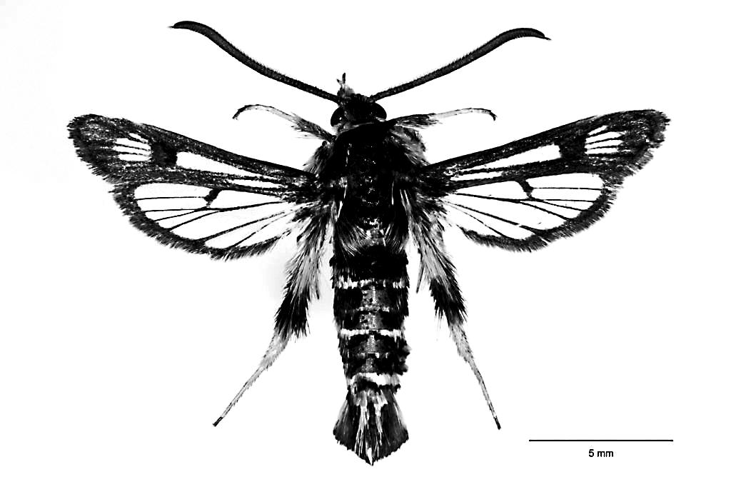 eacta Naturalia Pannonica 16 2018 39 Chamaesphecia doleriformis (Herrich-Schäffer, 1846) dalmát szitkát Sesia doleriformis Herrich-Schäffer, 1846, Syst. Bearb. Schmett. Eur. 2: 69. fig. 49 (1848).