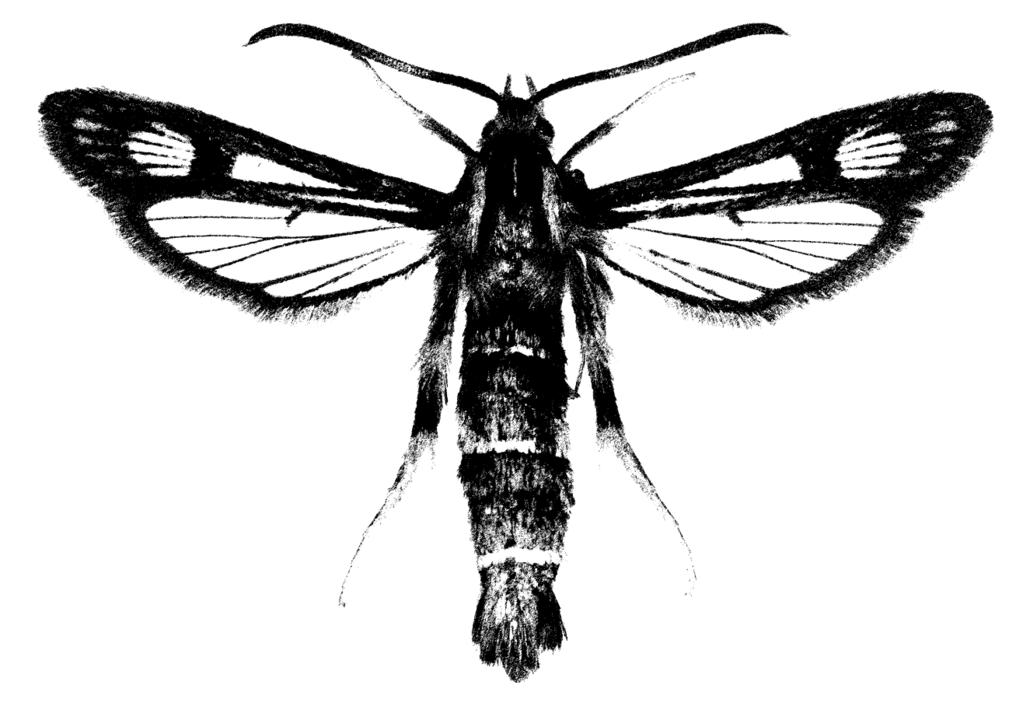 eacta Naturalia Pannonica 16 2018 41 lajtott ürülékből származhat, trágya kiszórása tilos.
