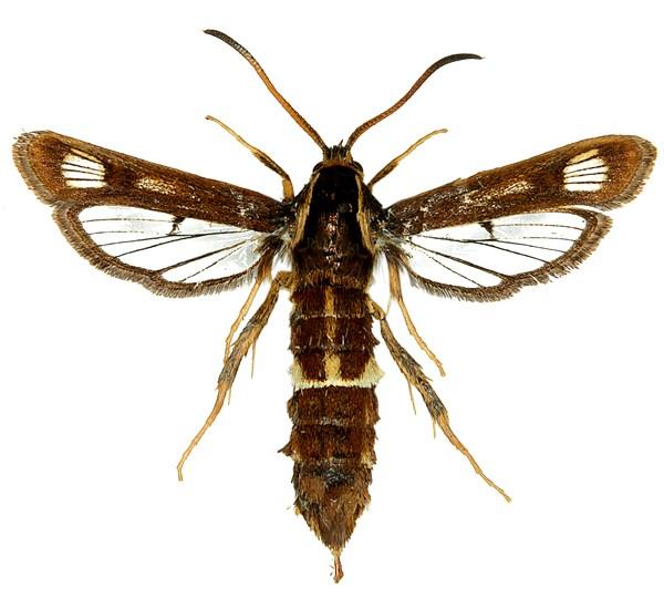 doleriformis Chamaesphecia hungarica