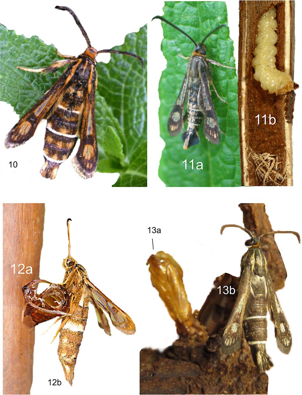 eacta Naturalia Pannonica 16 2018 49 11 13. ábra. 10. Chamaesphecia dolerifromis imágó; 11a, Ch. hungarica imágó; 11b, hernyó; 12a Ch.