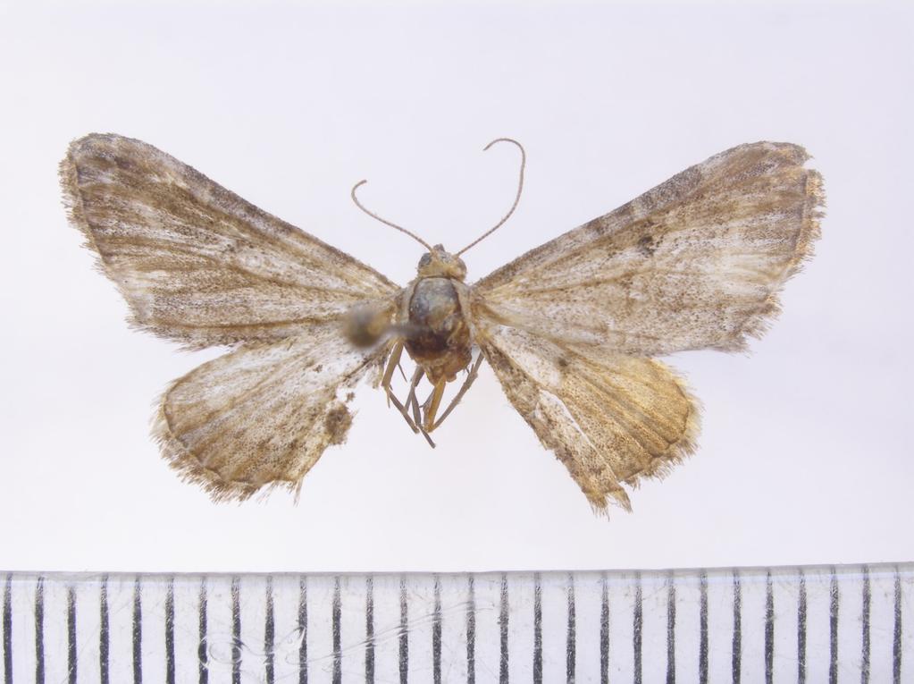 eacta Naturalia Pannonica 16 2018 53 5