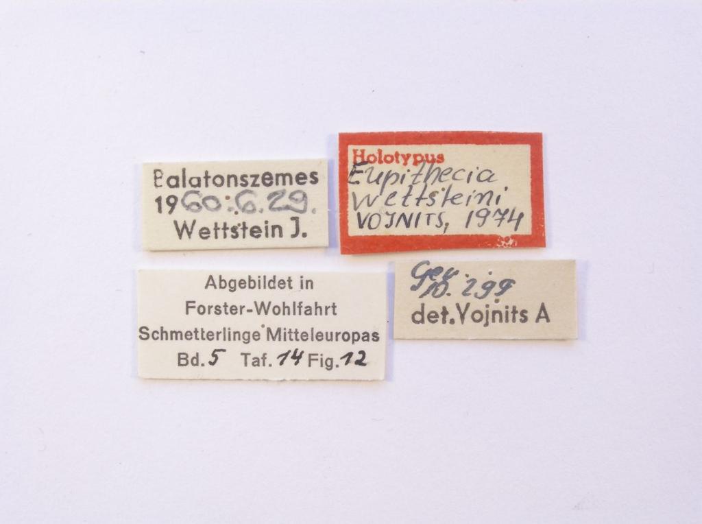 Eupithecia wettsteini, holotípus /