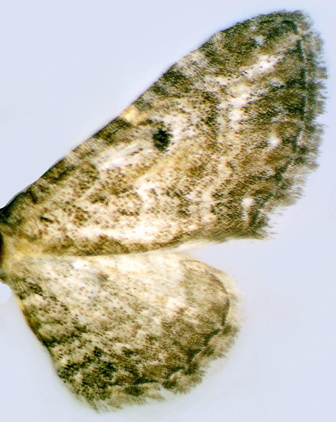 Eupithecia wettsteni genitália;