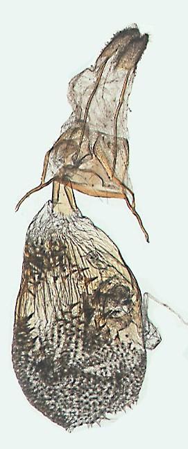ábra/figure) 3. ábra Figure 3.