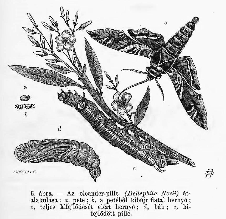 eacta Naturalia Pannonica 16 2018 73 1. ábra. Herman Ottó rajza az Oleander szender (Daphnis nerii) teljes átalakulásáról. (Forrás: T. Ö.