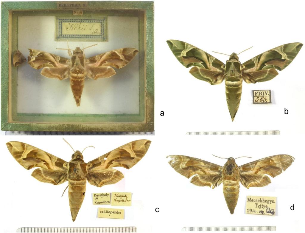 eacta Naturalia Pannonica 16 2018 75 2 2. ábra.