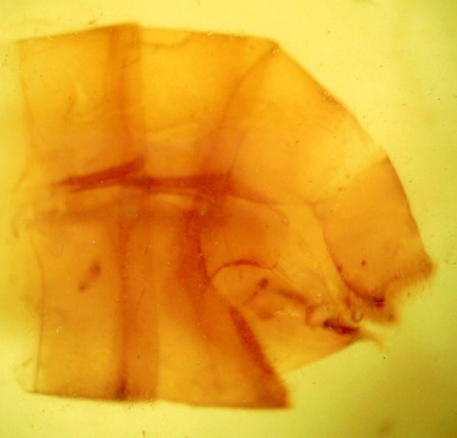 eacta Naturalia Pannonica 16 2018 91 5 6 7 8